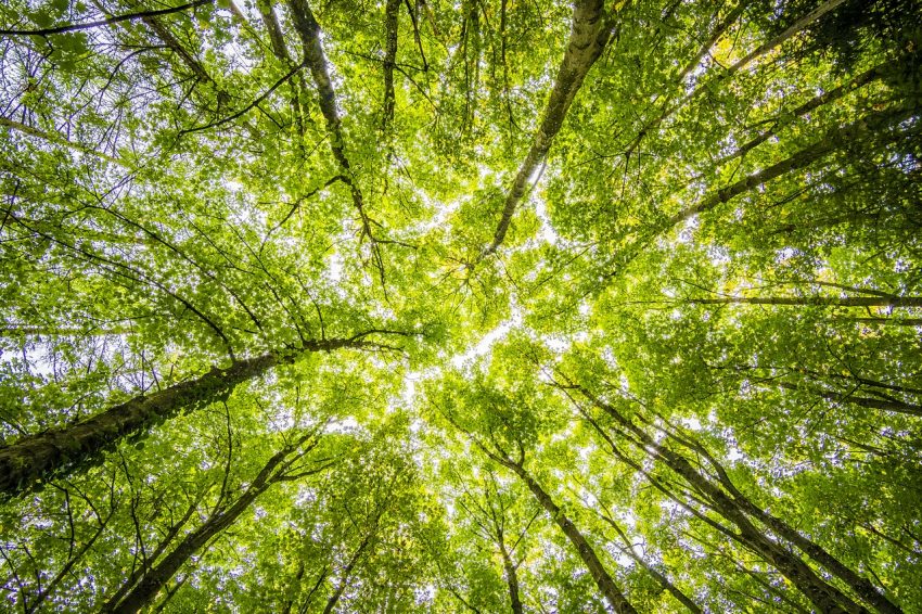 conexão com a natureza